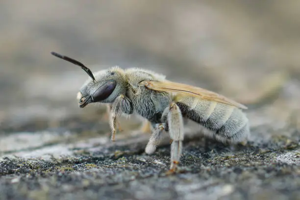 Closeup of a female of the Mealy Metallic-Furrow Bee, Vestitohalictus pollinosus from the Gard, France