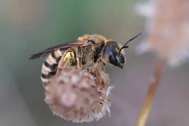 A female great banded furrow bee, Halictus scabiosae awaits the next sunstroke before taking off from dried grass