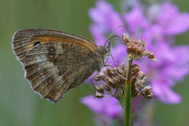istock Closeup on a gatekeeper or hedge brown , Pyronia tithonus on a purple flower 1461016820