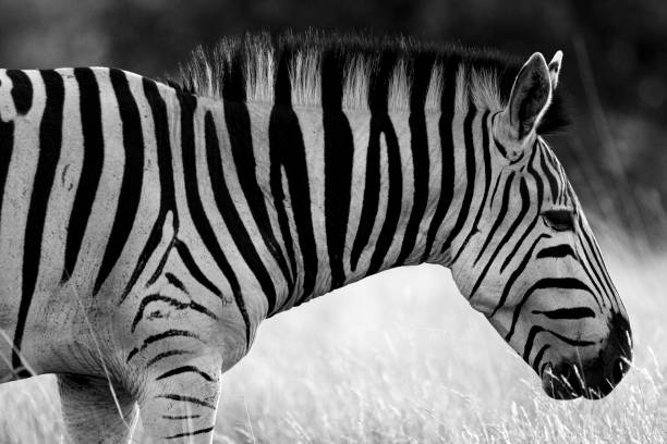 istock Closeup shot of a zebra in a jungle 1461017961