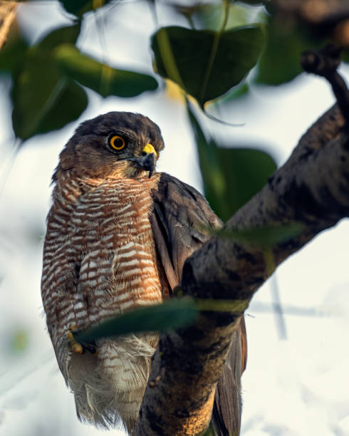 istock Close-up shot of a Eurasian sparrowhawk perched on a tree branch 1461018109