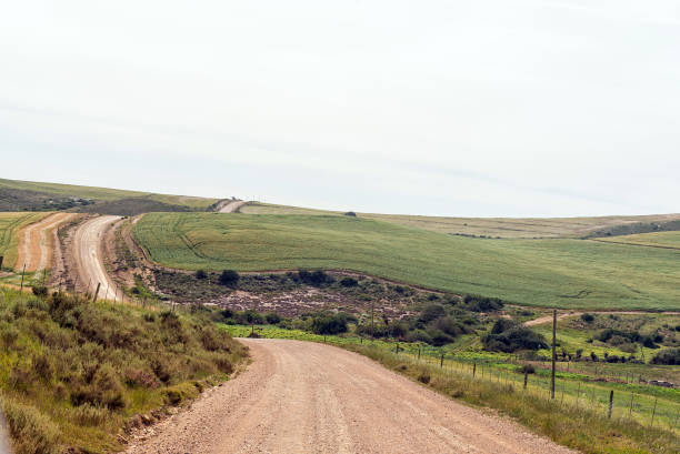 Bredasdorp, South Africa - Sep 24, 2022: A typical road landscape of green wheat fields on the road from Bredasdorp to Malagas in the Western Cape Province