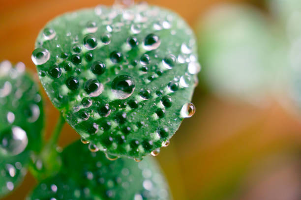 istock Closeup shot of a leaf with some water drops 1461018539