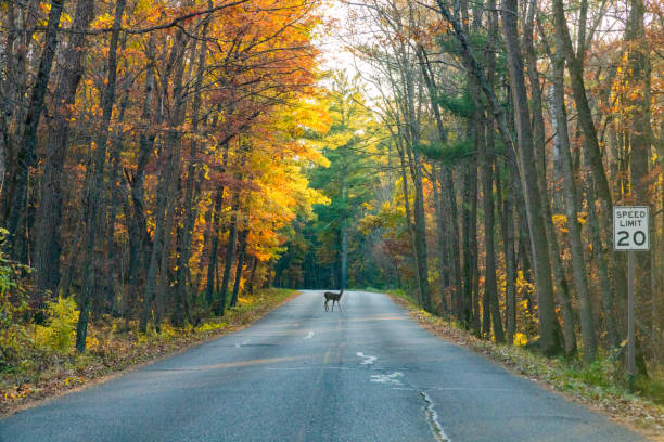 istock Deer crossing on a beautiful fall evening at Interstate State Park 1461018733