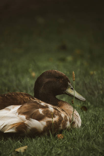 istock Closeup of a beautiful duck on the grass 1461018996