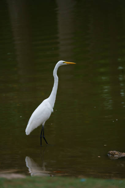 istock Yellow-billed egret (Ardea intermedia) in a pond 1461019098