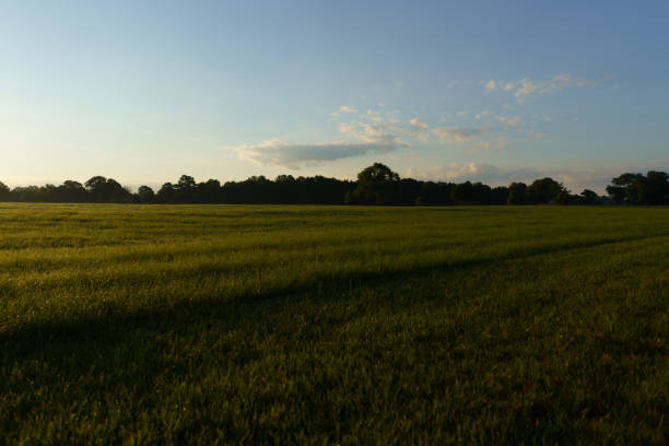 A field near the forest on the sunrise