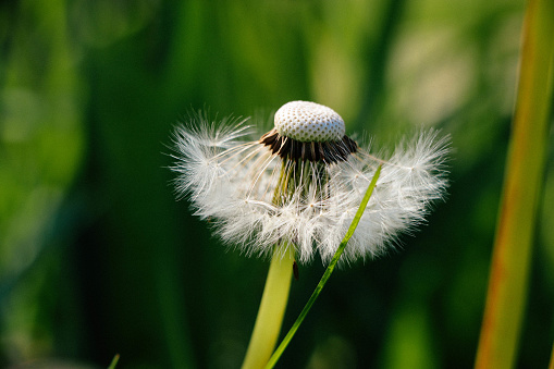 A closeup shot of a dandelion in a garden