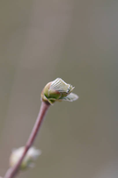 Blossoms of a red maple opening up in spring. Back lit. Shot with a Canon 5D Mark IV.