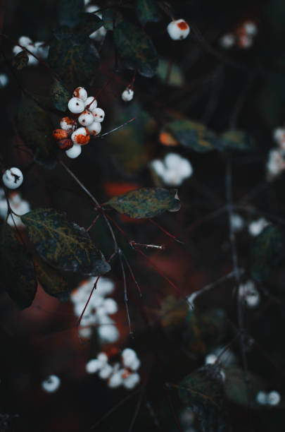 istock Selective focus vertical shot of a white snowberry tree brunches 1461019976