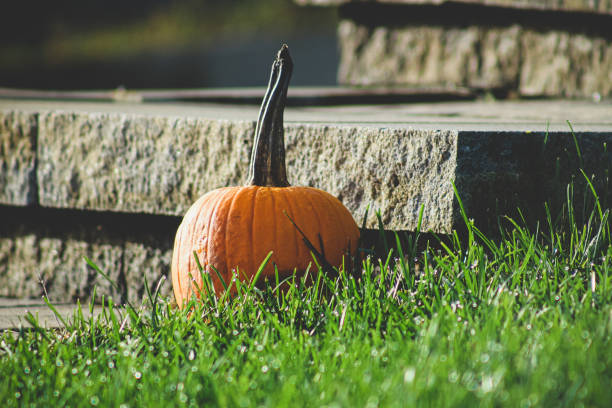 Halloween Pumpkins on Autumn Landscape. Digitally generated image. 3d render.