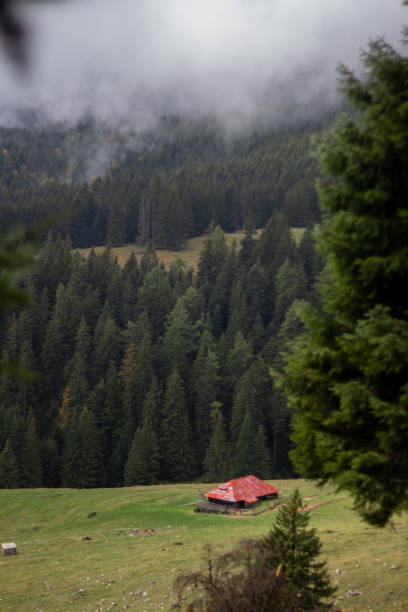 istock Dense forest with a barn on a foggy day 1461020304