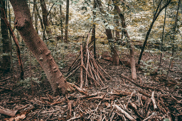 istock Cut firewood in the forest ground 1461020448