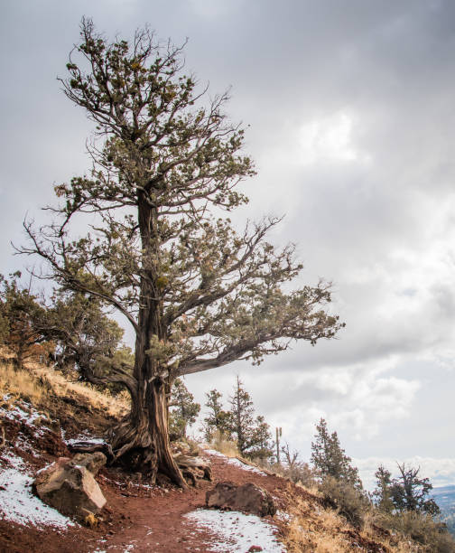 istock Leafless trees on the hill slope against a cloudy sky on a cold winter day 1461020533