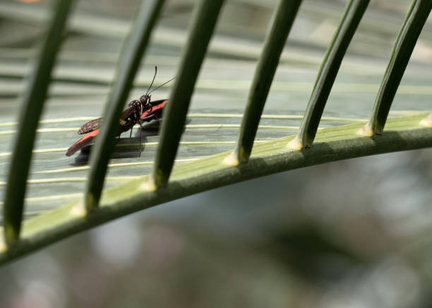 A shot of a butterfly on a leaf in the blurred background
