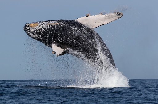 A scenic view of a whale swimming and jumping in the ocean