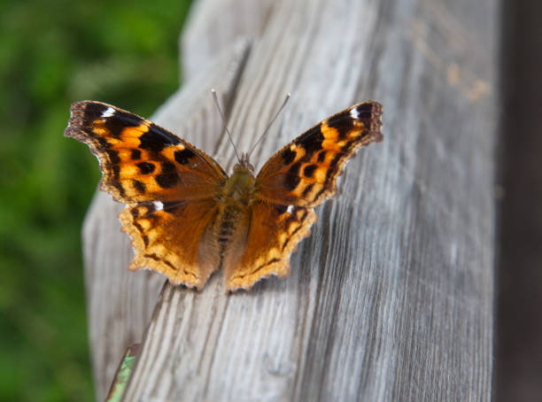 istock Closeup shot of a butterfly perched on a wooden surface on a blurred background 1461020814