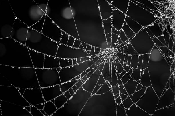 istock Grayscale macro shot of the spider web with a rain drops and blurry background 1461021387