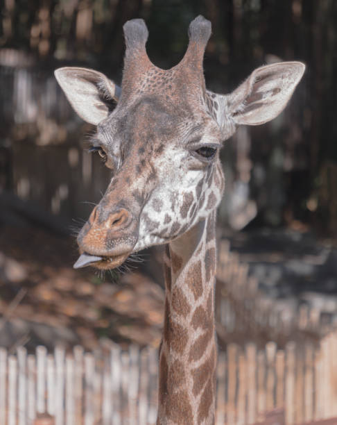 istock View of a face of a cute giraffe 1461021529