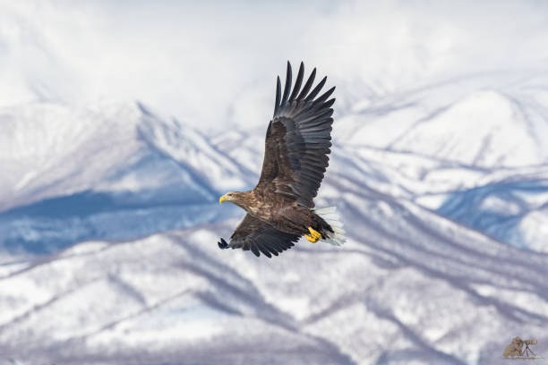 istock Beautiful shot of an eagle in motion during the day 1461021789