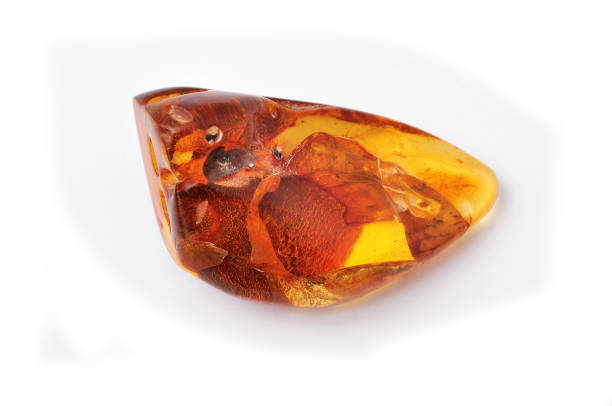 istock Polished, beautiful Baltic amber fossil 1461021914