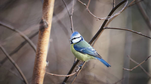 istock Eurasian blue tit perched on a branch 1461022055