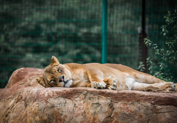 istock Closeup shot of a lioness lying down on a rock 1461022184