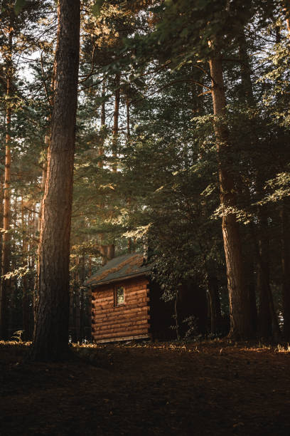 istock Vertical shot of a forest under the sunlight during the day 1461022317