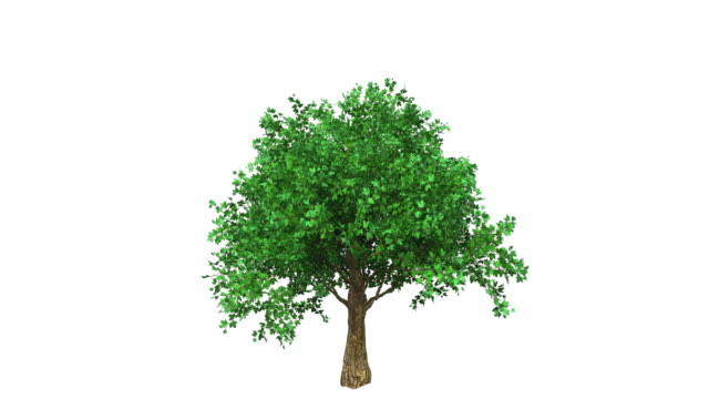 Growing tree, colored