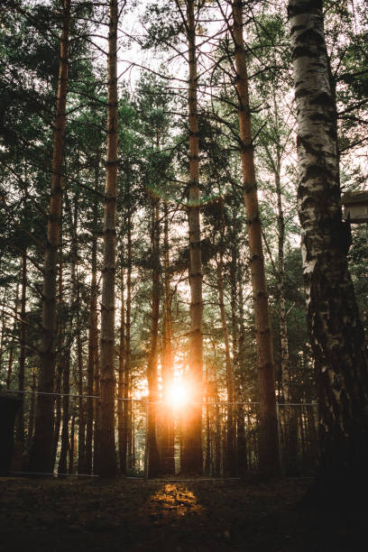 istock Vertical shot of a forest under the sunlight during the day 1461022321
