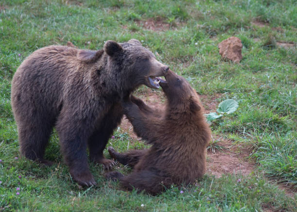 istock brown bear playing with child in spain 1461022387
