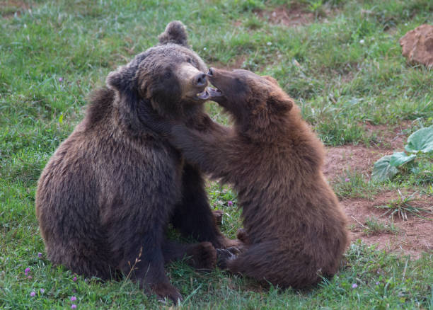 istock brown bear playing with child in spain 1461022396