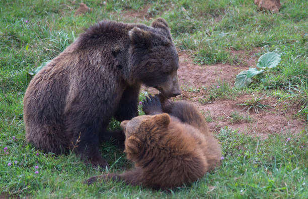 istock brown bear playing with child in spain 1461022401