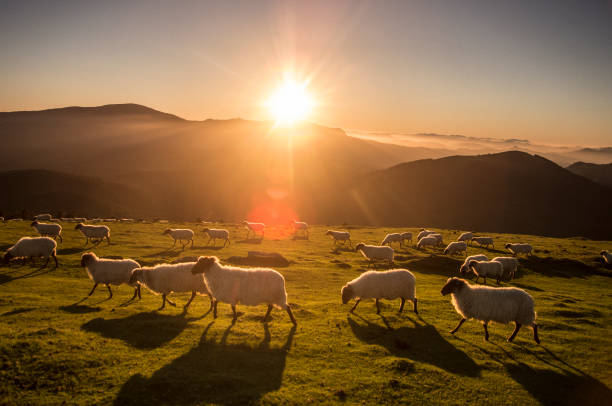 istock sheeps eating grass in the mountains in the basque country 1461022449