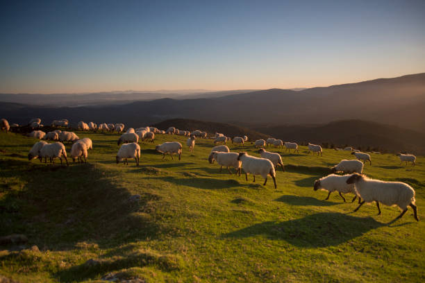 istock sheeps eating grass in the mountains in the basque country 1461022461
