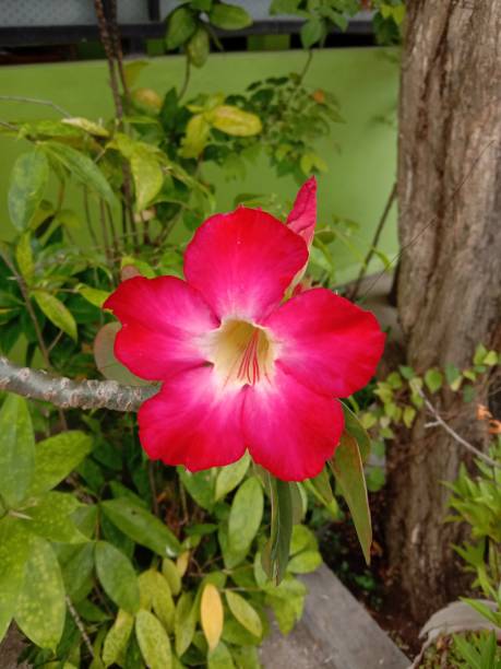 istock A Japanese frangipani flower 1461023095