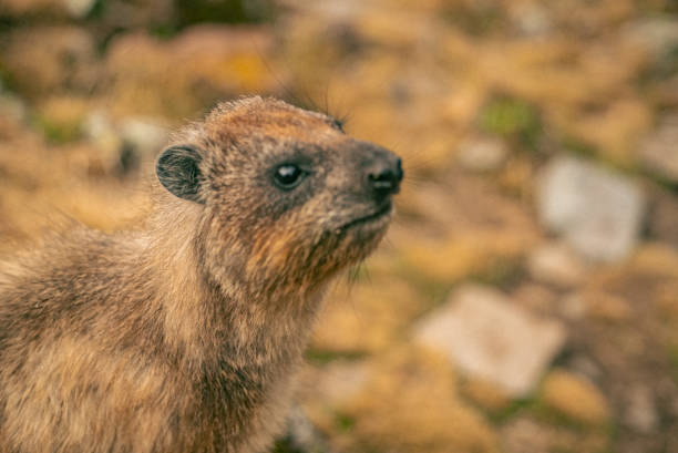 istock Small Rock Hyrax (Procavia capensis) in the forest against a blurred background 1461023433