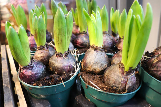 istock spring bulbous flowers in pots 1461023596