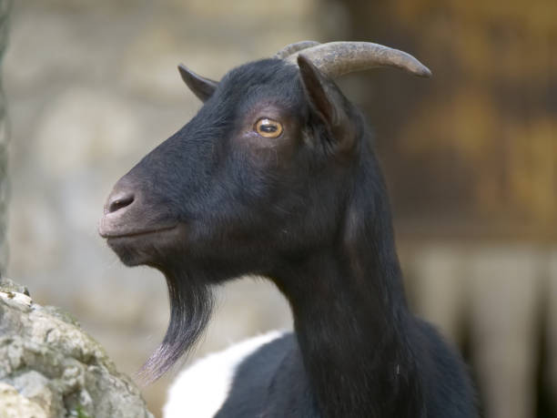 istock Closeup of a goat in a forest 1461023629