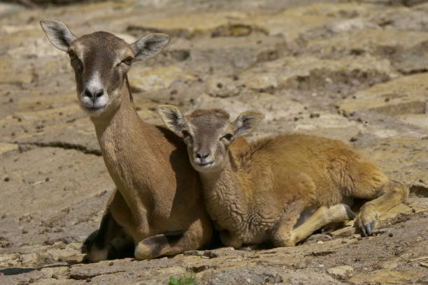 istock Closeup of mouflons on a ground 1461023674