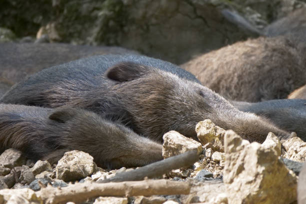 istock Closeup of boars on a ground 1461023676