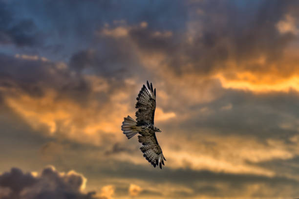 istock Beautiful view of a hawk flying in the sky at sunset 1461023695