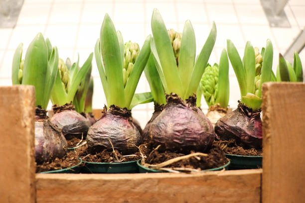 istock spring bulbous flowers in pots 1461023725