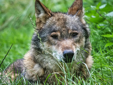 A closeup of a wolf on the grass in a field