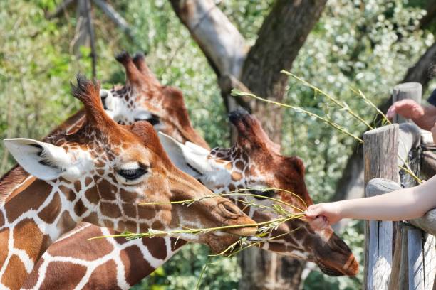 istock Closeup of a giraffe eating plants 1461023782