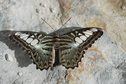 A Closeup of  a Parthenos Sylvia butterfly