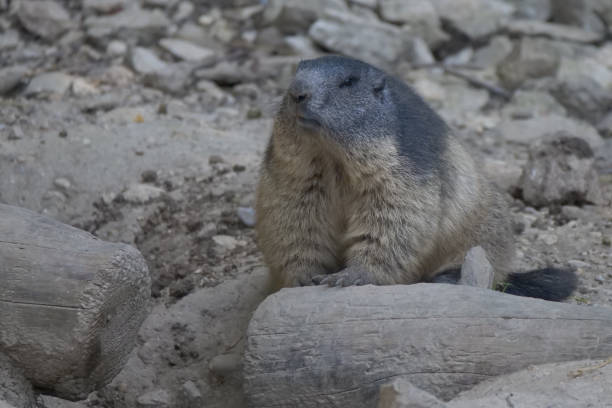 istock Shallow focus of  a cute  Alpine marmot squirrel 1461023836