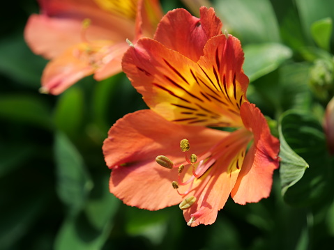 A closeup shot of an alstroemeria growing in a garden