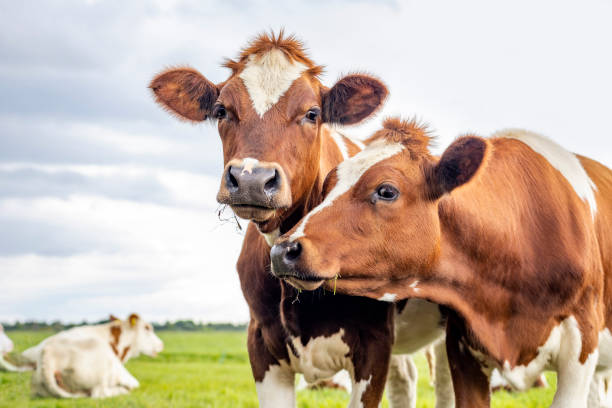 dos vacas, un par de cabezas juntas mirando, rojas y blancas, en vista frontal bajo un cielo nublado - ganado domesticado fotografías e imágenes de stock