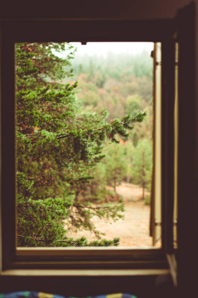 istock Beautiful view from the window to the forest 1461024071